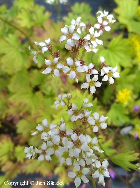 Boykinia aconitifolia, liuskapurokki